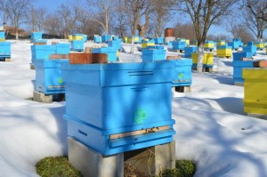 Apiary "Honey River" in February.