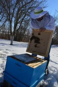 The first check of bees in February on the apiary "Honey River".