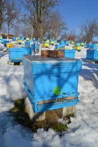 The first overflight of bees in February on the beehive "Honey River"