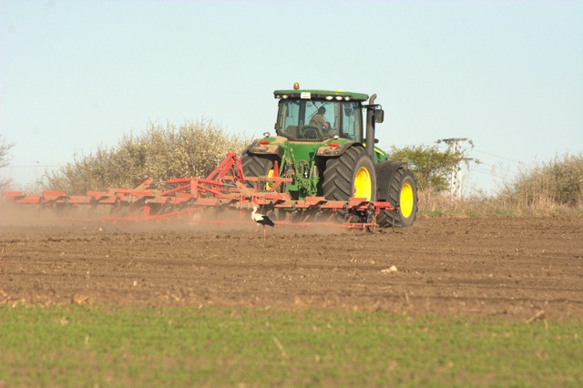 Storks follow the tractor during the sowing season