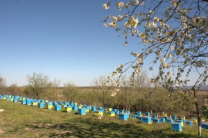 Apiary "Honey River" in April, during the flowering gardens