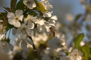 Bees collect nectar on a cherry blossom