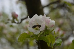 Bees collect nectar on a cherry blossom
