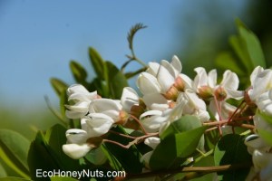 Flowering acacia