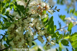 Flowering acacia