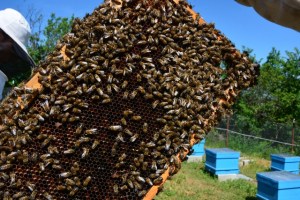 Honey combs with bees