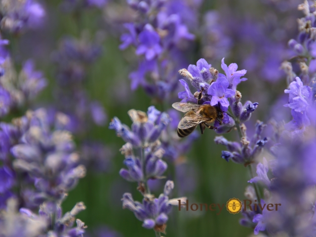 dsc_3541_01_honey_river