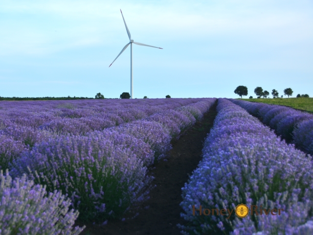 dsc_3579_01_honey_river