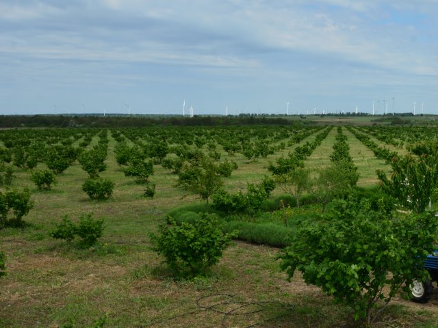 DSC_7508Hazelnut_Breeze_Small