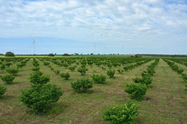 DSC_7510Hazelnut_Breeze_Small